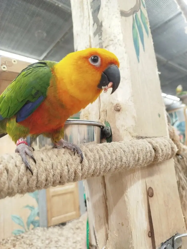 Дом попугаев и пушистиков Оренбург 🦜🦜🦜🦜